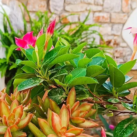 κέδρος Appartement *