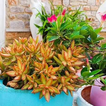 κέδρος Appartement Leonídion